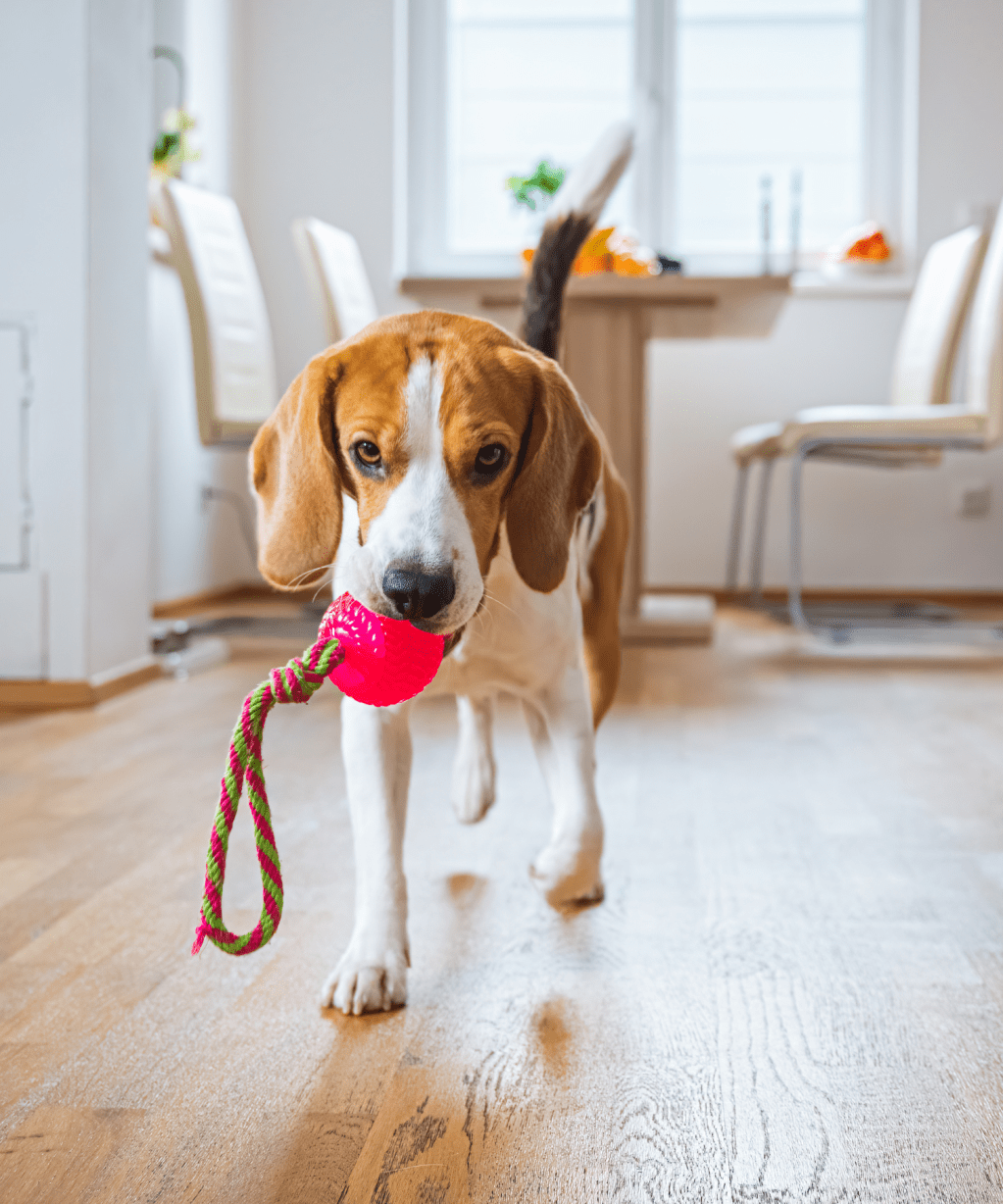 Top 10 Small Dog Toys Under $5