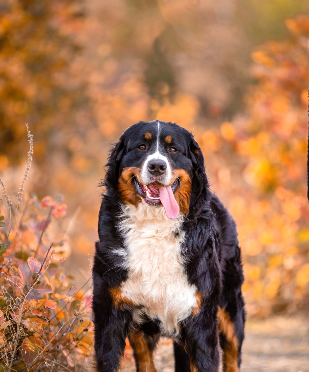 New Year Goals for Dog Lovers