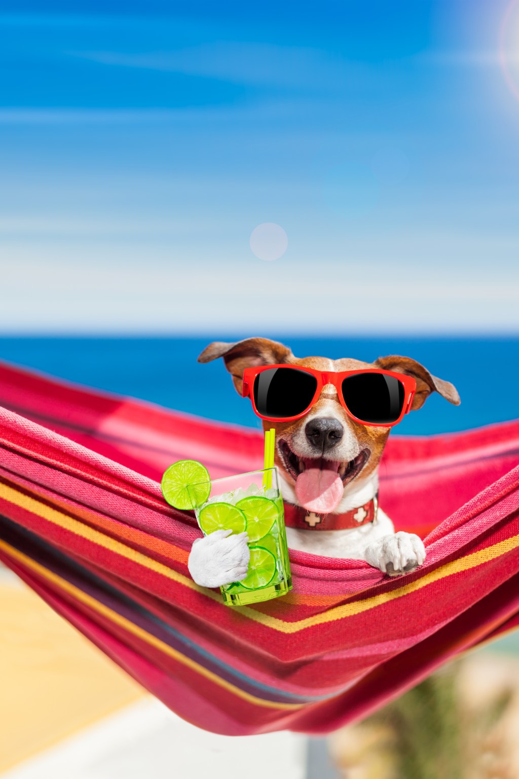 8 Summer Safety Tips for&nbsp;Dogs
