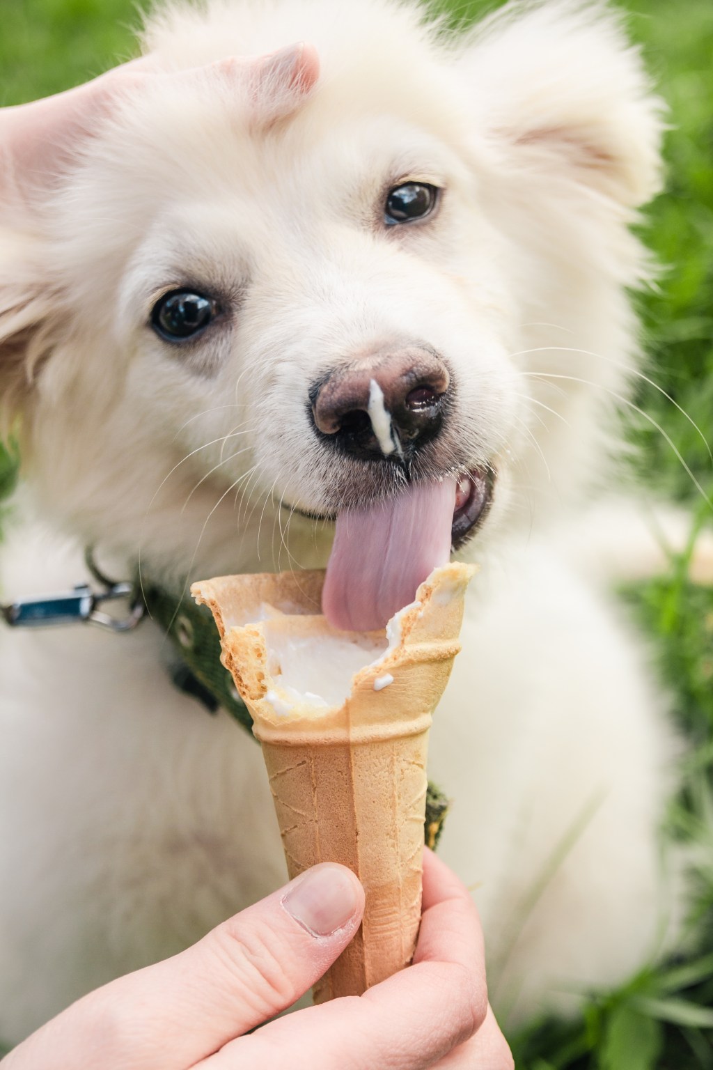 Cool Pups Only: DIY Dog-Friendly Ice Cream&nbsp;Recipes