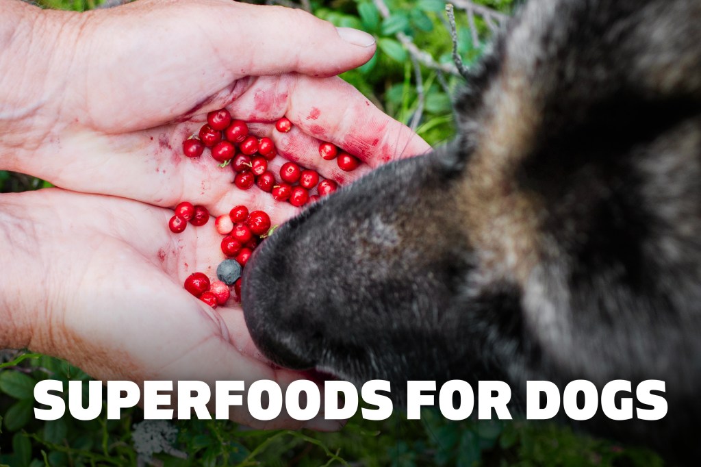 Superfoods for Dogs: Enhancing Health through&nbsp;Nutrition
