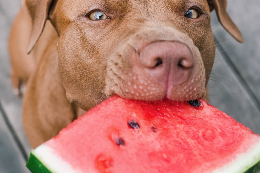 Hidden Hazards: 10 Common Household Toxins That Pose Risks to&nbsp;Dogs