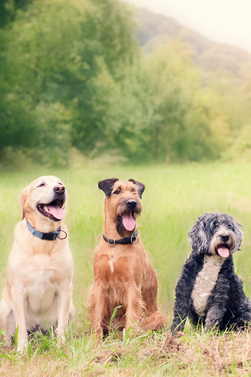 Save Big on Flea and Tick Prevention for Dogs: Amazon Prime Day Offers You Can’t Resist