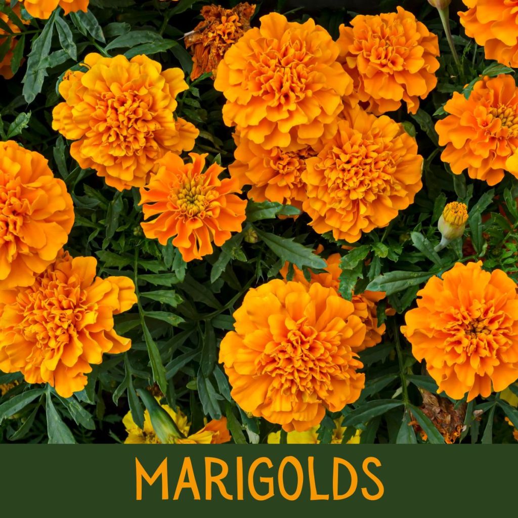 Fall Pet-Friendly Gardening: Creating a Colorful Backyard